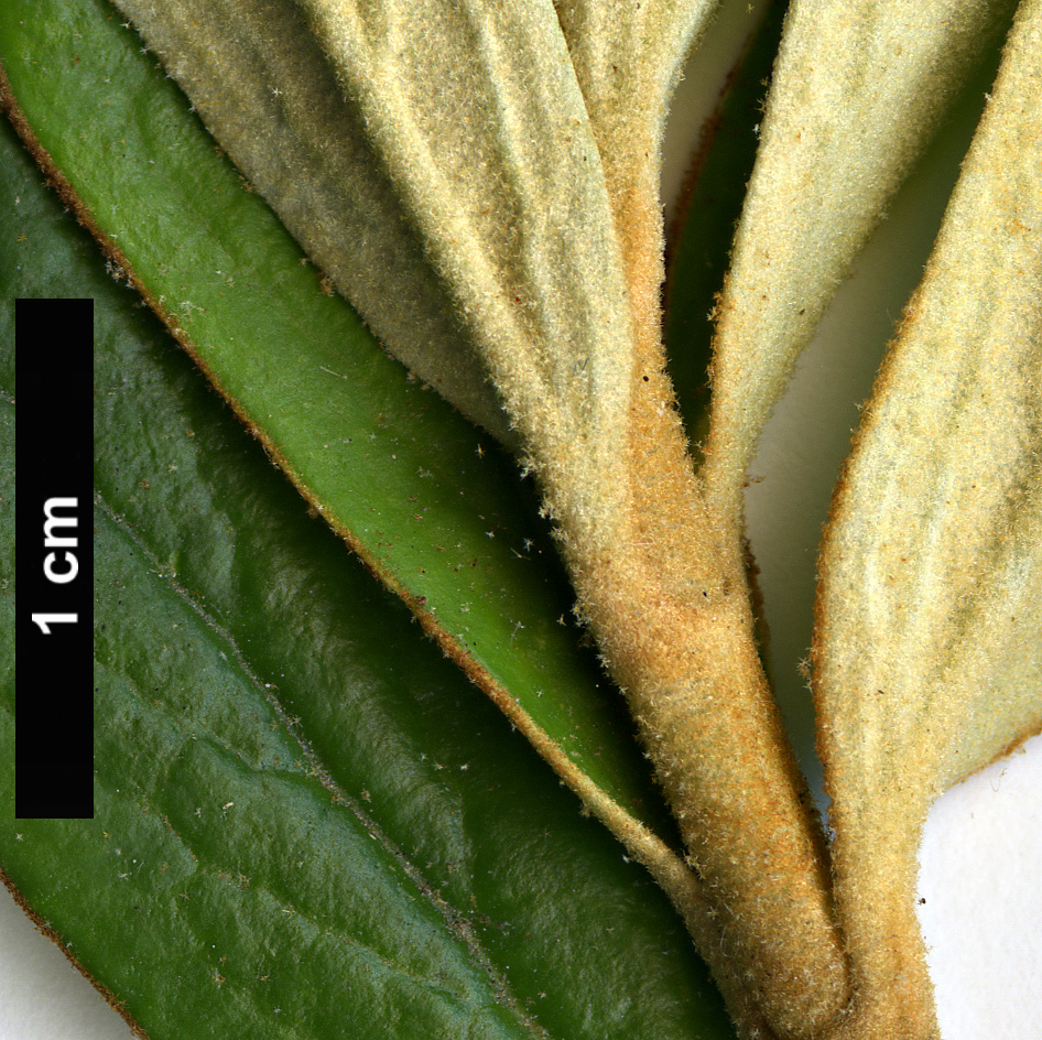 High resolution image: Family: Scrophulariaceae - Genus: Buddleja - Taxon: coriacea